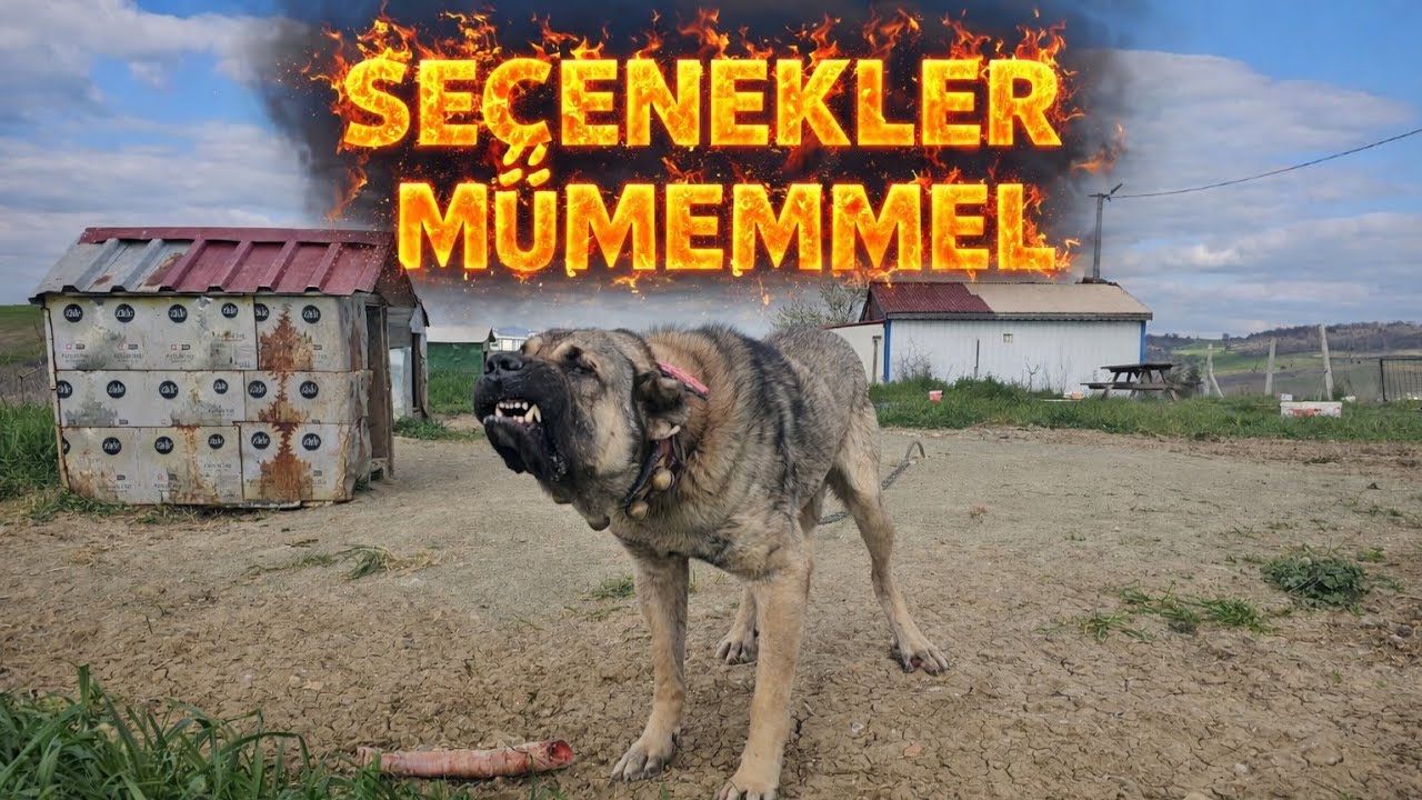 KIZGINLIK DÖNEMİ GELEN DİŞİME EŞ ARAMAYA ÇIKTIM ! - SEÇENEKLER ÇOK İYİ