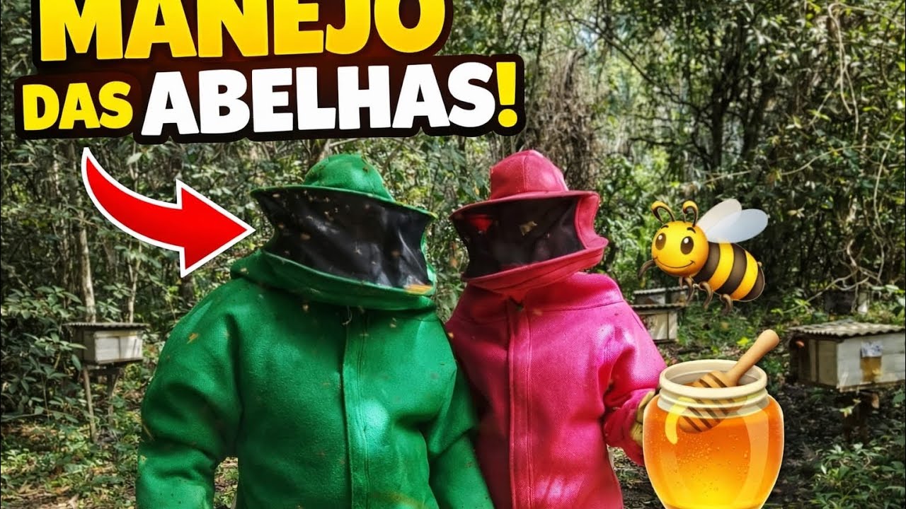 Olha como é manejo com as abelhas aqui na fazenda 