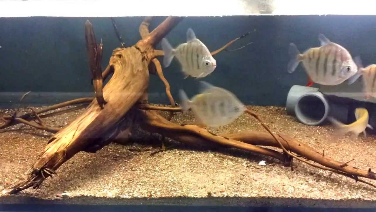 Metynnis fasciatus / Striped Silver Dollar