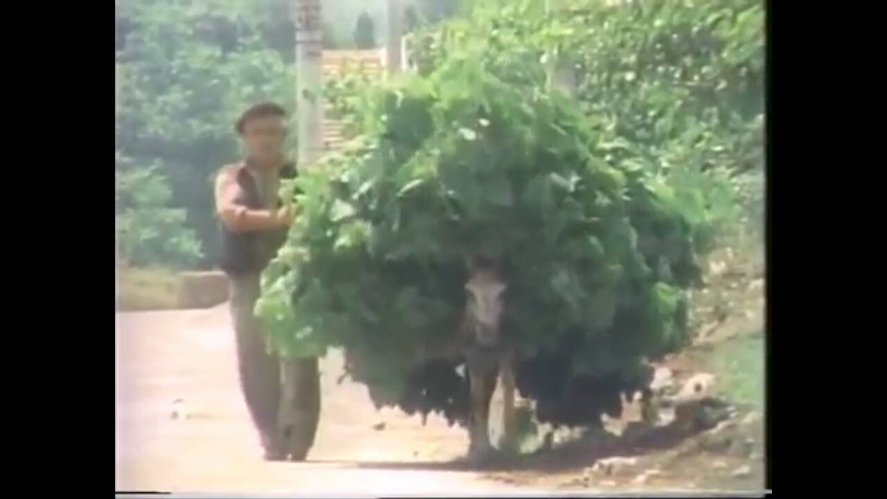 Akçalar - yıl 1983