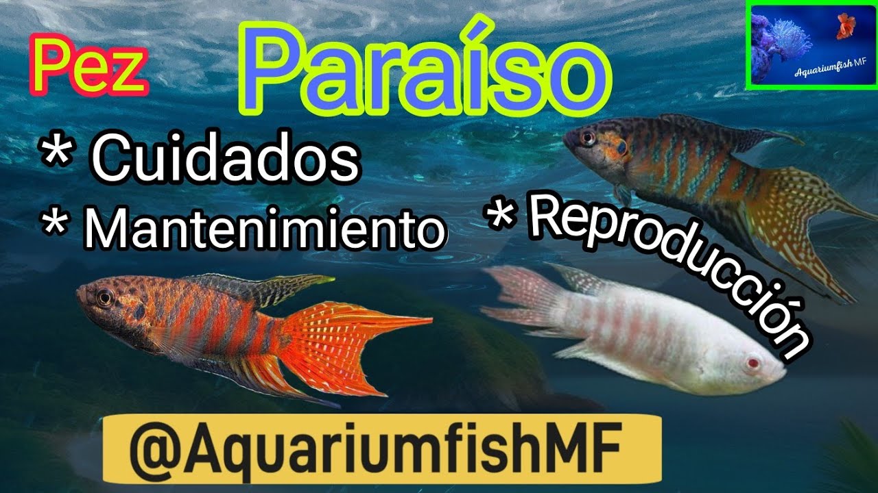 Pez Paraíso - Macropodus Opercularis