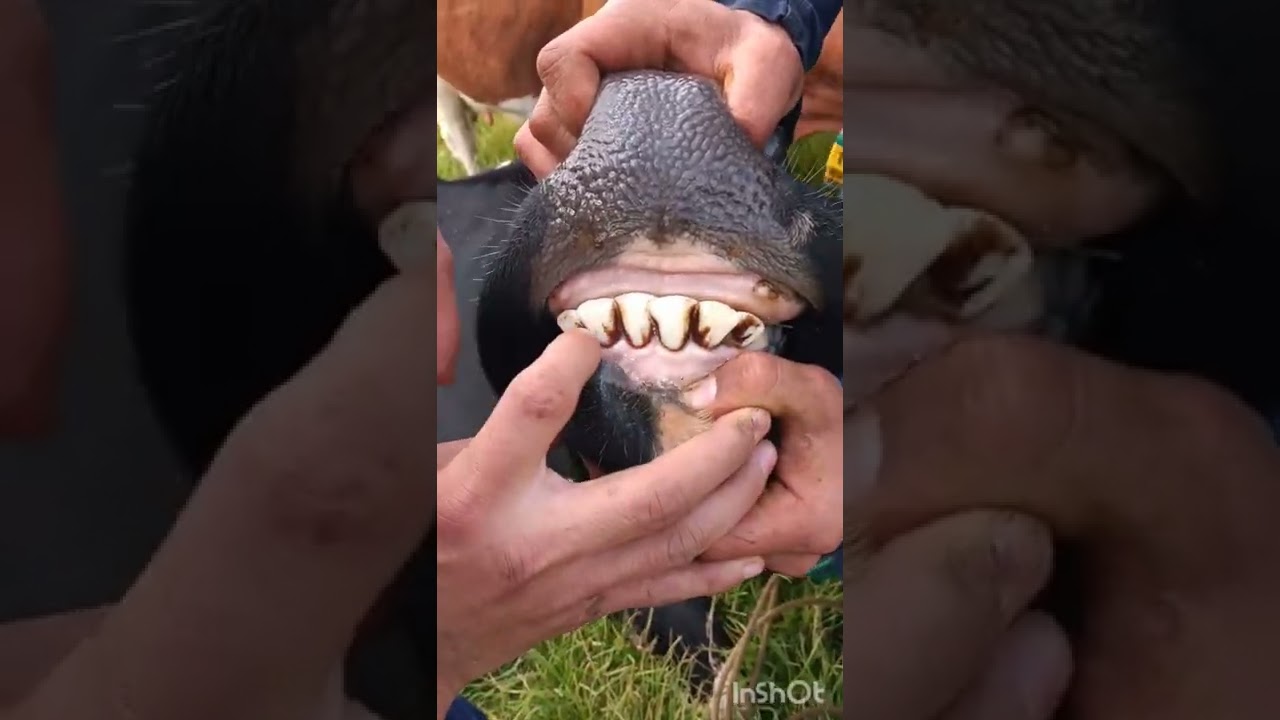 Cronometria dentaria de los bovinos 🐮 ( Waldys Fernández- Jhon Valencia)