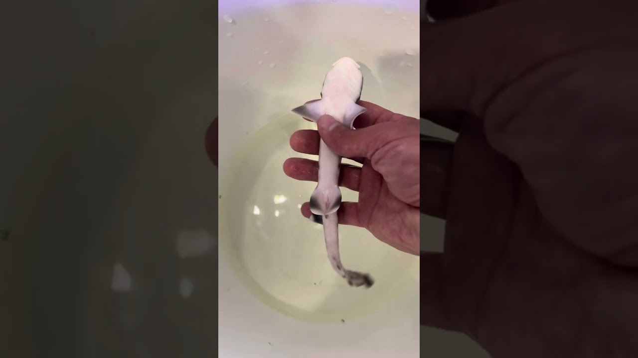 Пришли новые акулы Коралловая кошачья австралийская акула