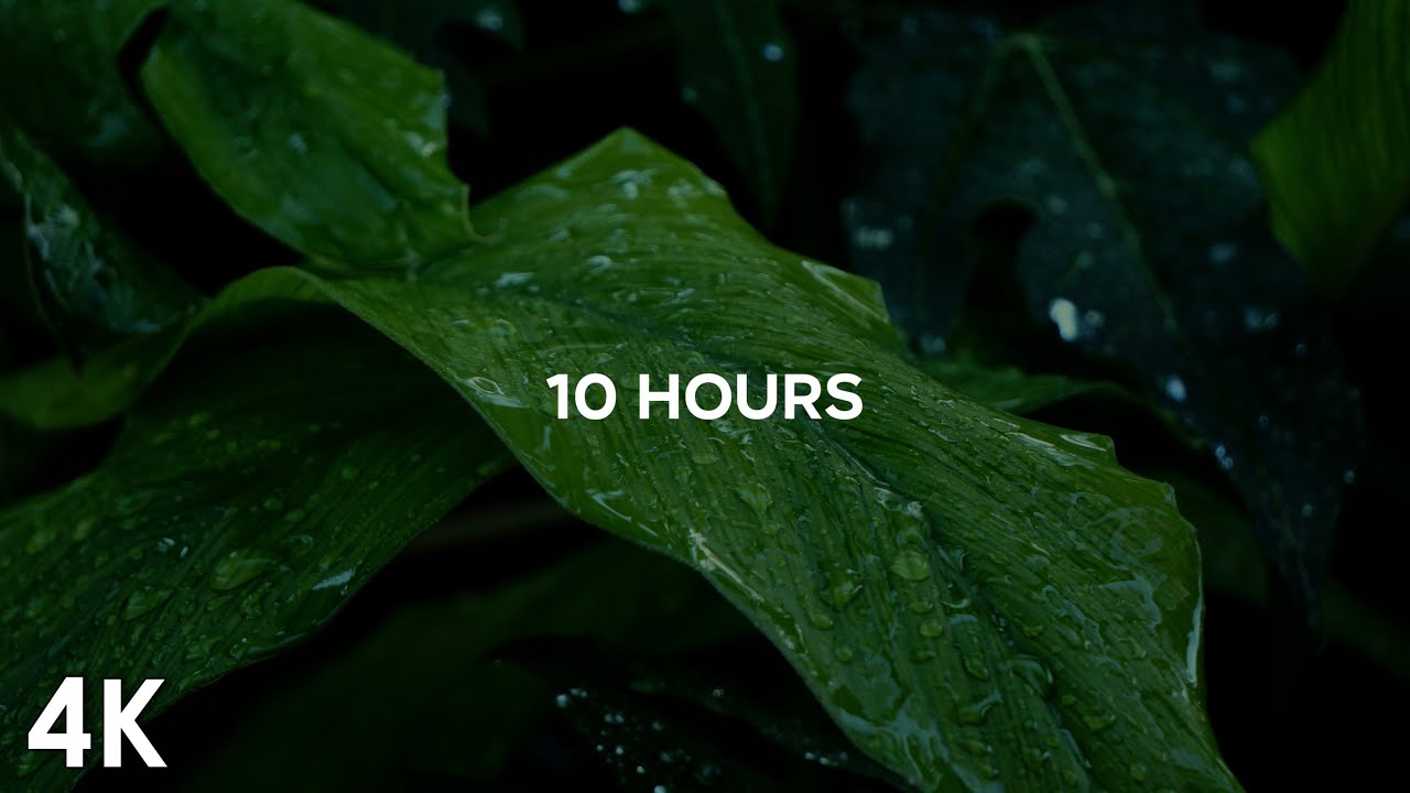 Rain on Leaves for Better Sleep and Mental Calmness | 10 Hours
