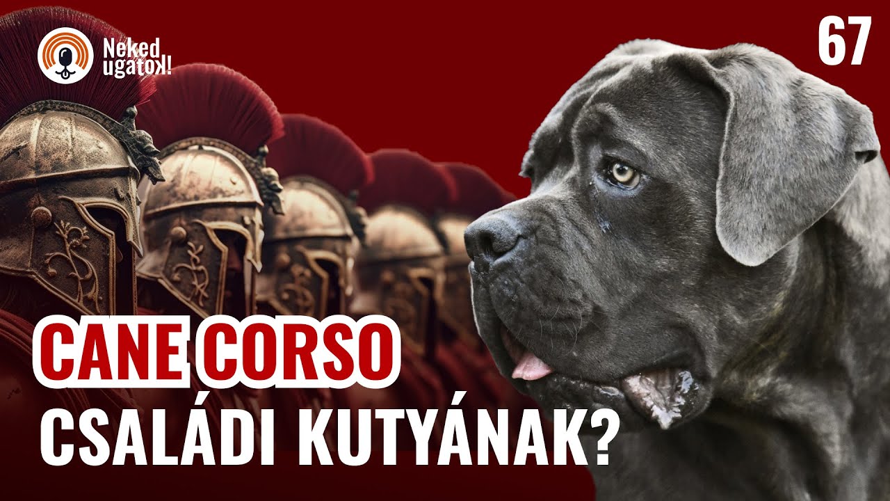CANE CORSO fajtabemutató | #67