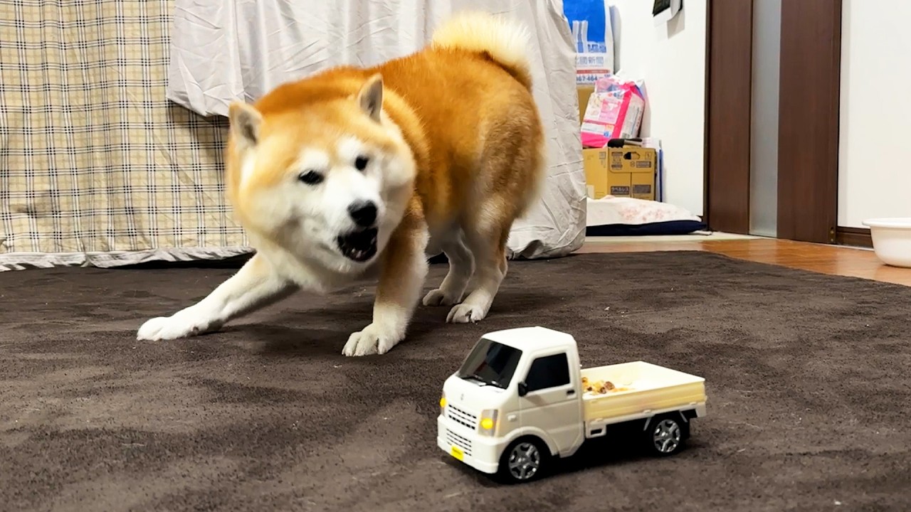 Shibe never overlooks the reckless truck driver who repeatedly engages in dangerous driving.