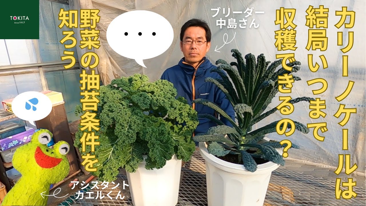 【ブリーダー直伝】カリーノケールはいつまで収穫できるの？～野菜の抽苔条件を知ろう～【トキタ種苗】