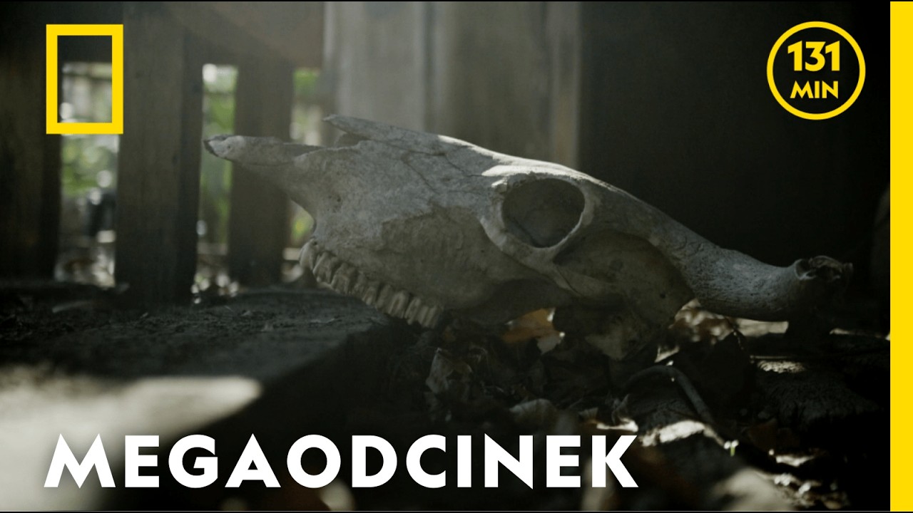 Od Trójkąta Bermudzkiego po przeklęte bagno – te śledztwa przerażają | National Geographic lektor PL