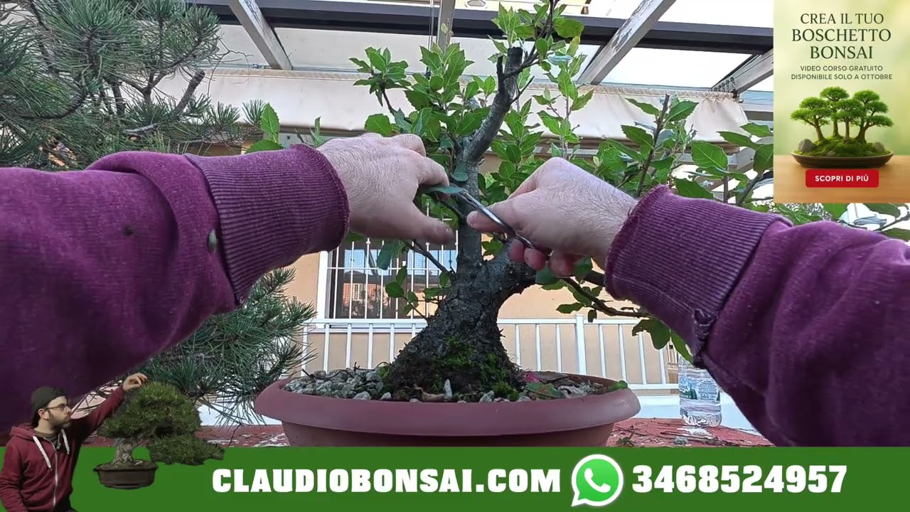 COME PREPARARE UN PRE BONSAI. Tutorial pratico senza parolacce.