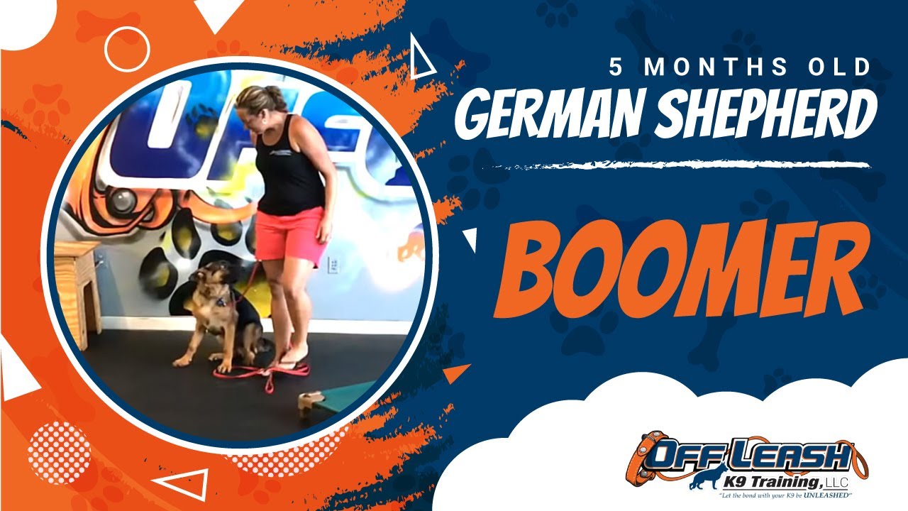 5-Month Old German Shepherd, Boomer!  German Shepherd Dog Training in DC, VA, and MD