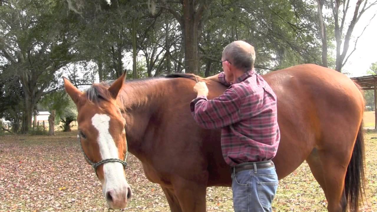 Wither saddle fitting tip, eliminating soreness for better performance