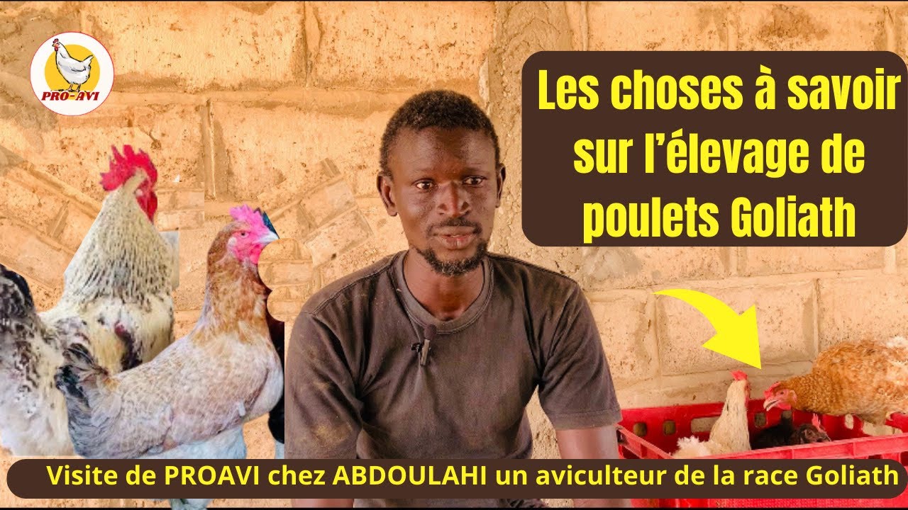 Les choses à savoir sur l’élevage de poulets Goliath gagner plus… /visite de PROAVI chez Abdoulahi