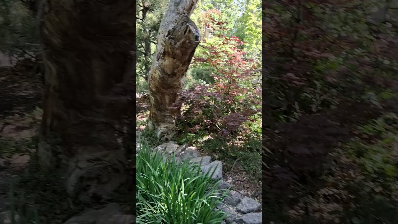 Go on a #walkabout #albuquerquebiopark #dukecity #Burque #explore #explorepage #adventure #wonder