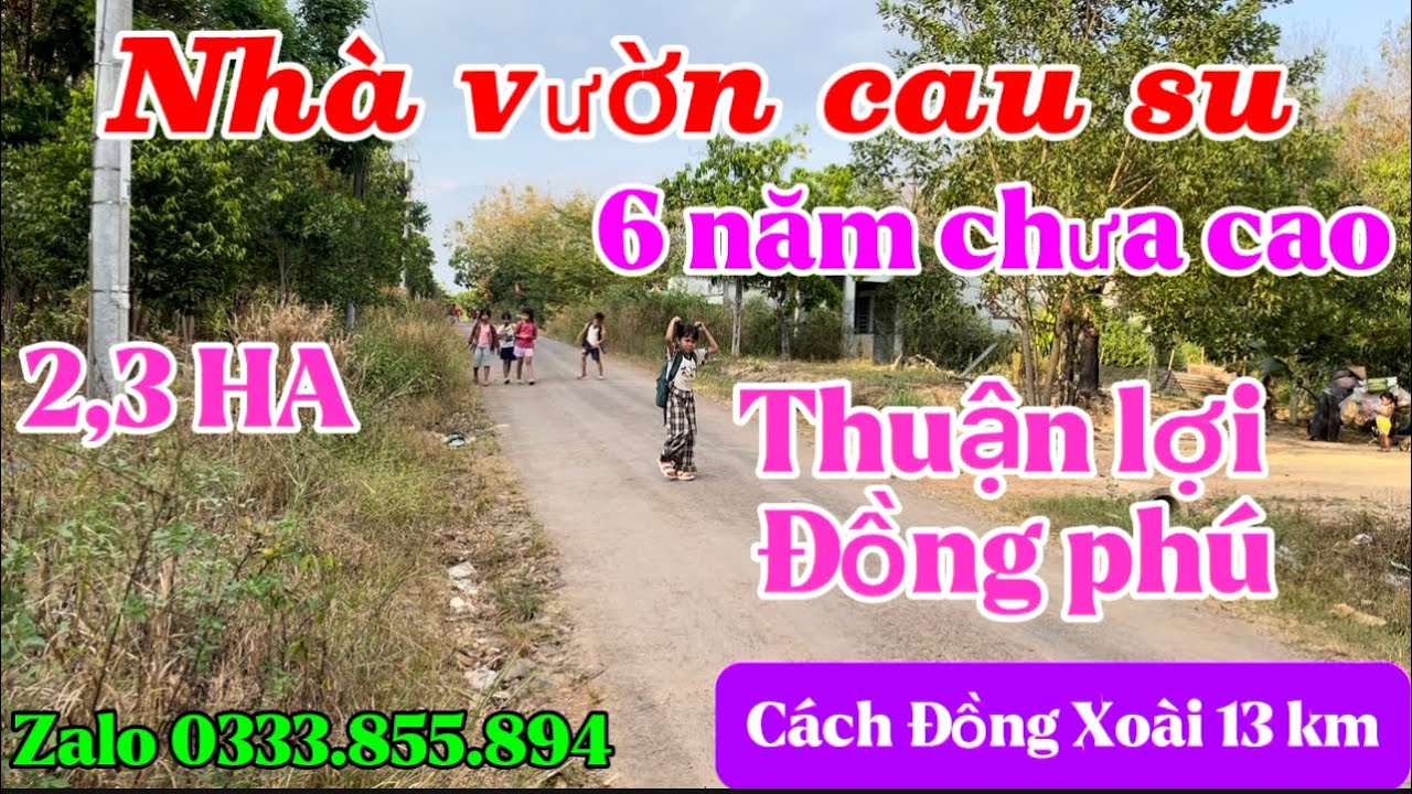 Nhà vườn cau su 6 năm chưa cạo view suối của thuận lợi đồng phú mà giá chỉ 4 tỷ thương luong