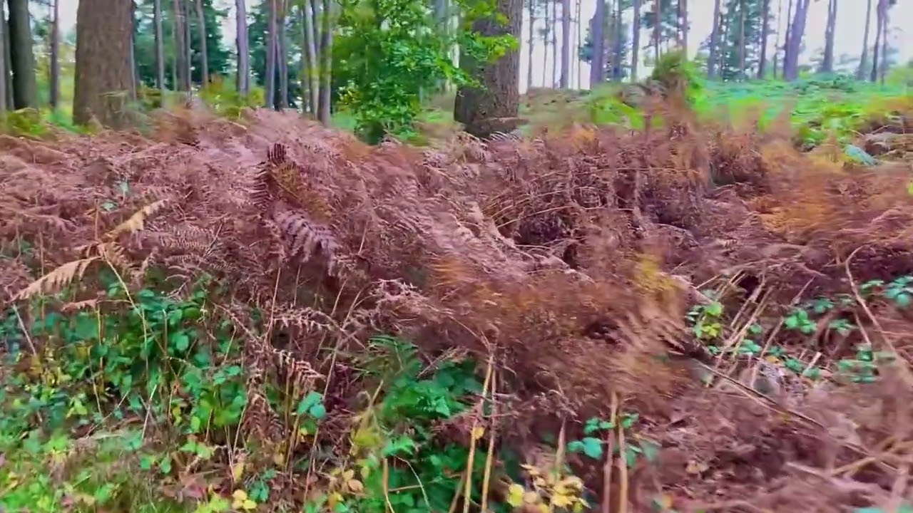Chaddesley Wood October 2024