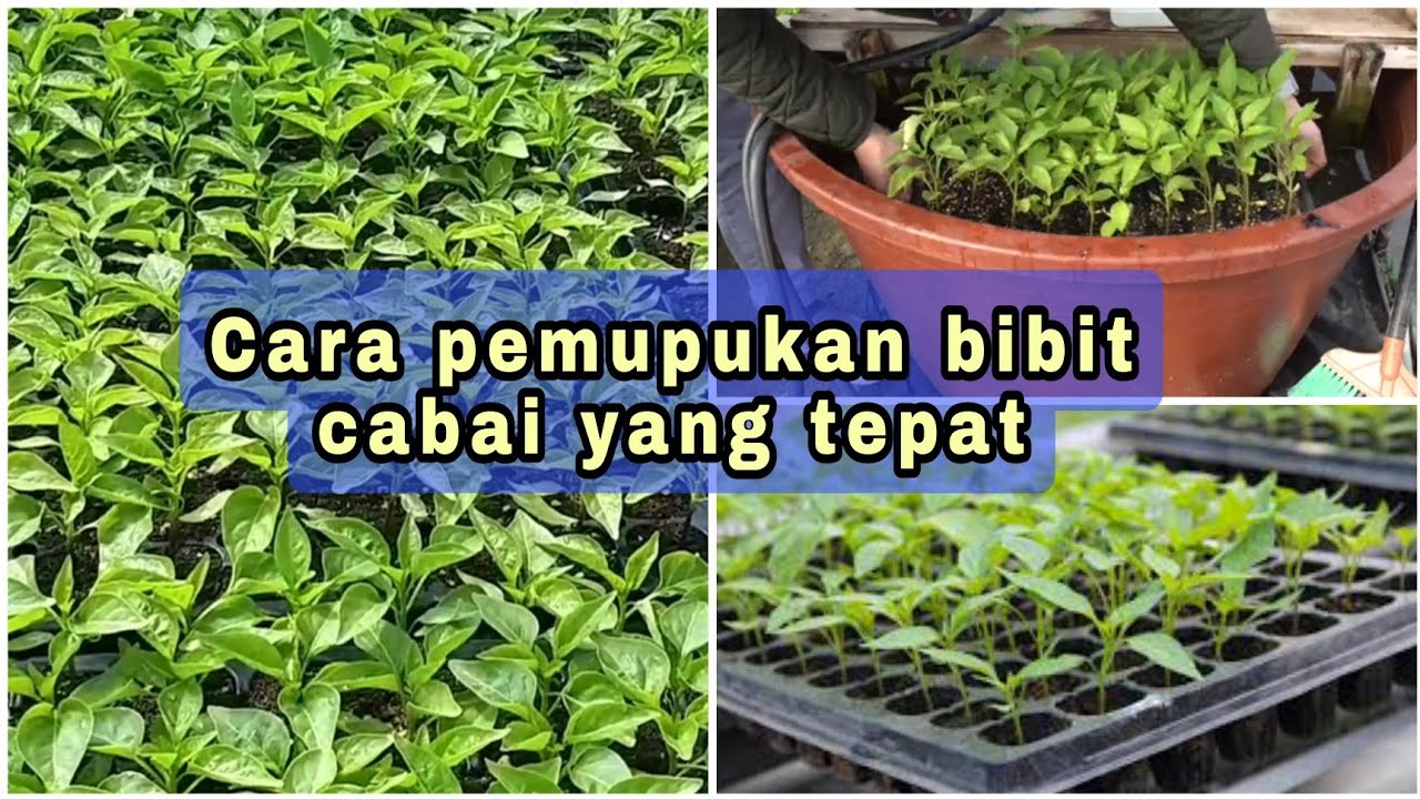 Cara pemupukan bibit cabai yang tepat