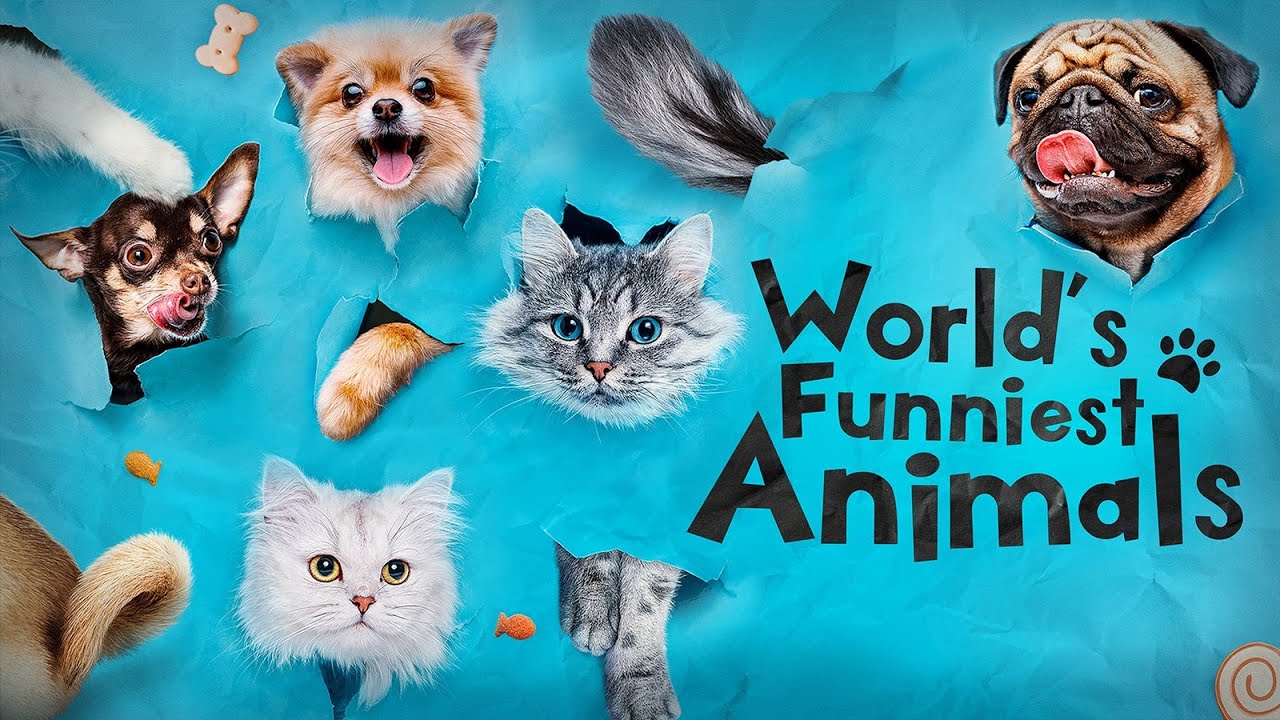 Funny ANIMALS videos 😂 Funniest CATS 😺 DOGS 🐶 HORSES 🐴27