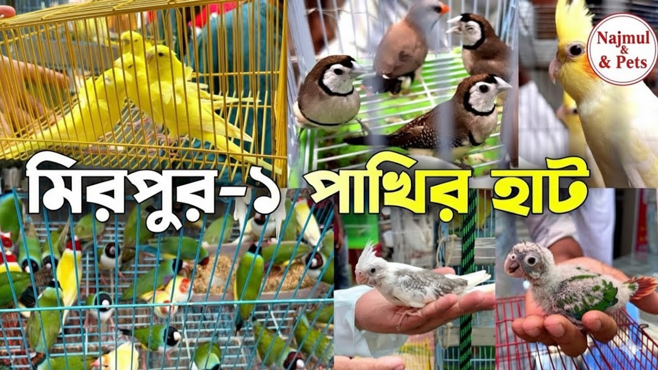 মিরপুর-১ পাখির হাট | হাটে প্রচুর পাখি এসেছে | Mirpur-1 Pakhir Hat | পাখি দিয়ে ভরপুর মিরপুর হাট।