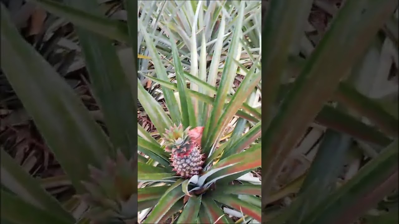 BUDIDAYA NENAS SECARA ALAMI,DAN RAMAH LINGKUNGAN,TAMPA MENGELUARKAN BIAYA.