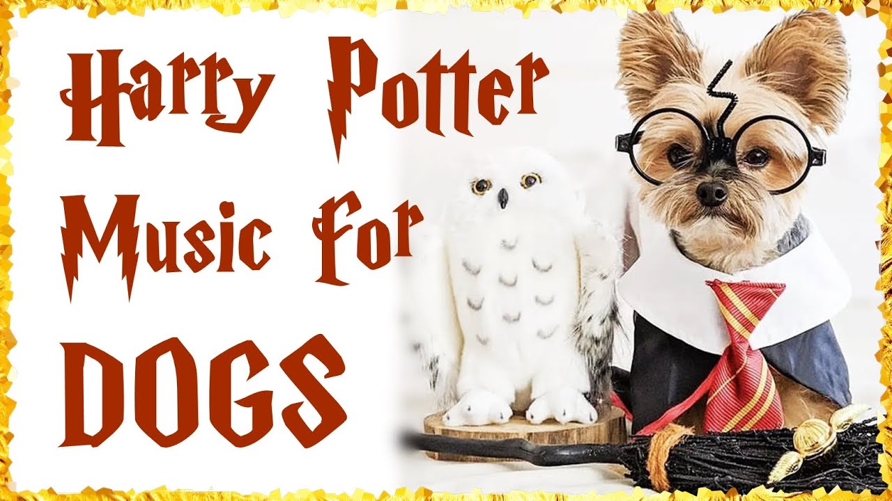 Harry Potter Music for Dogs - Relaxing Music for Dogs and Harry Potter fans