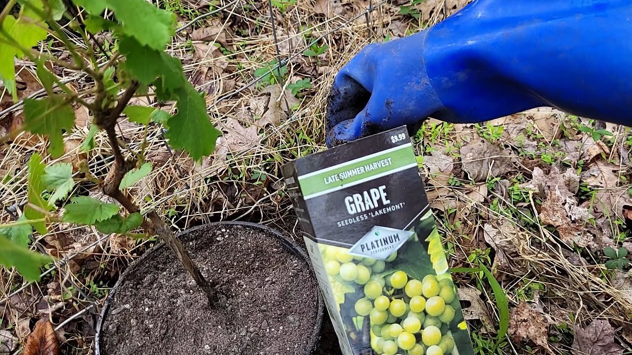Grapes In-ground/Container hybrid #seedlessgrapes #sowwellharvestmore