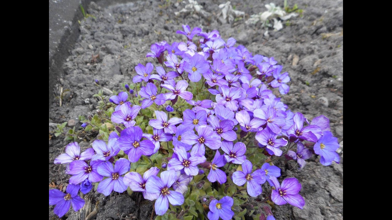 Деякі декоративні види у Львівській області України / Some ornamental species in the Lviv region