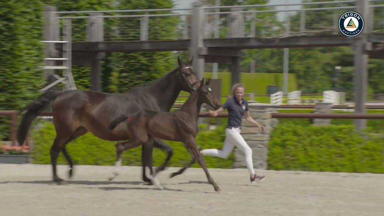 Tirasina VG (Comthago VDL x Indoctro x Nimmerdor)