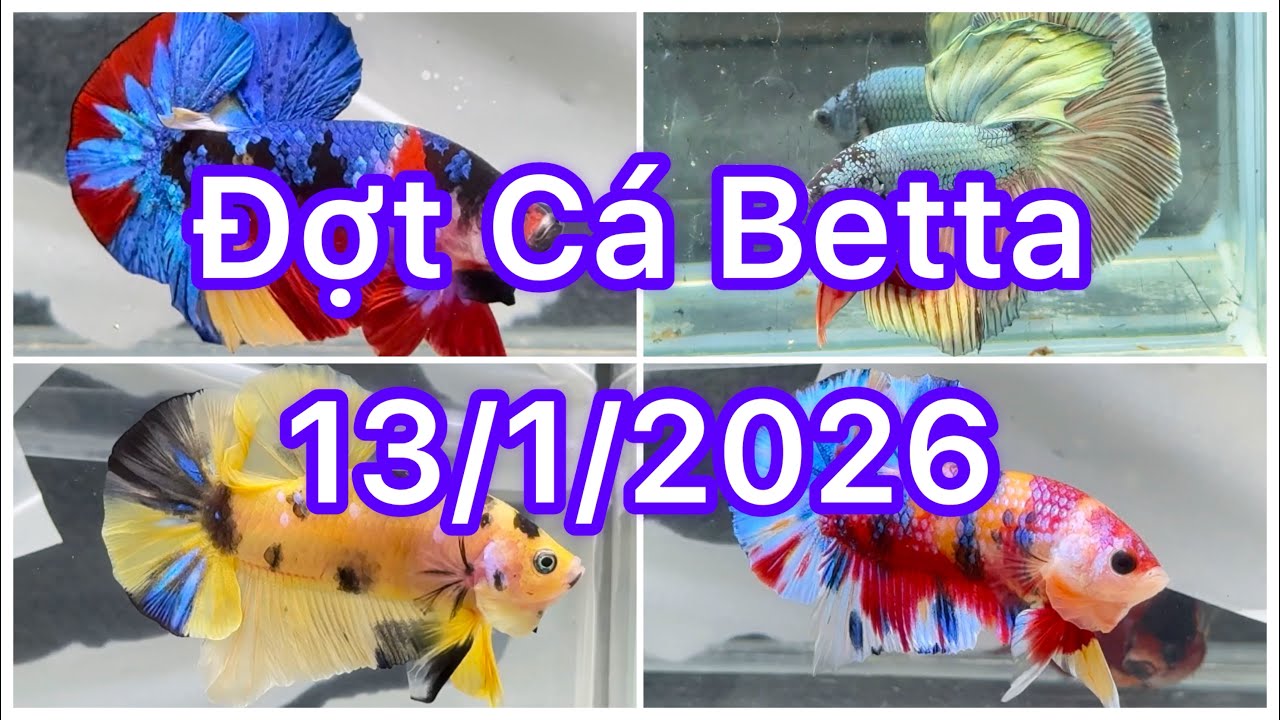 Đợt Cá Betta 13/01🍀🌈Betta Nemo | Betta Multicolour | Betta Metalic | Halfmoon | Tuyển chọn bình dân