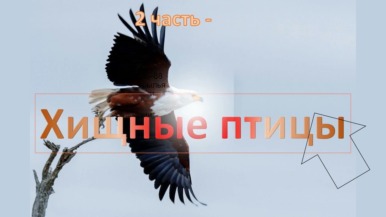 Презентация про птиц Подготовил Дмитрий