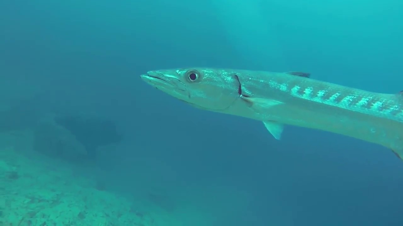 actual Barracuda encounter at Barracuda Lake Coron while freediving