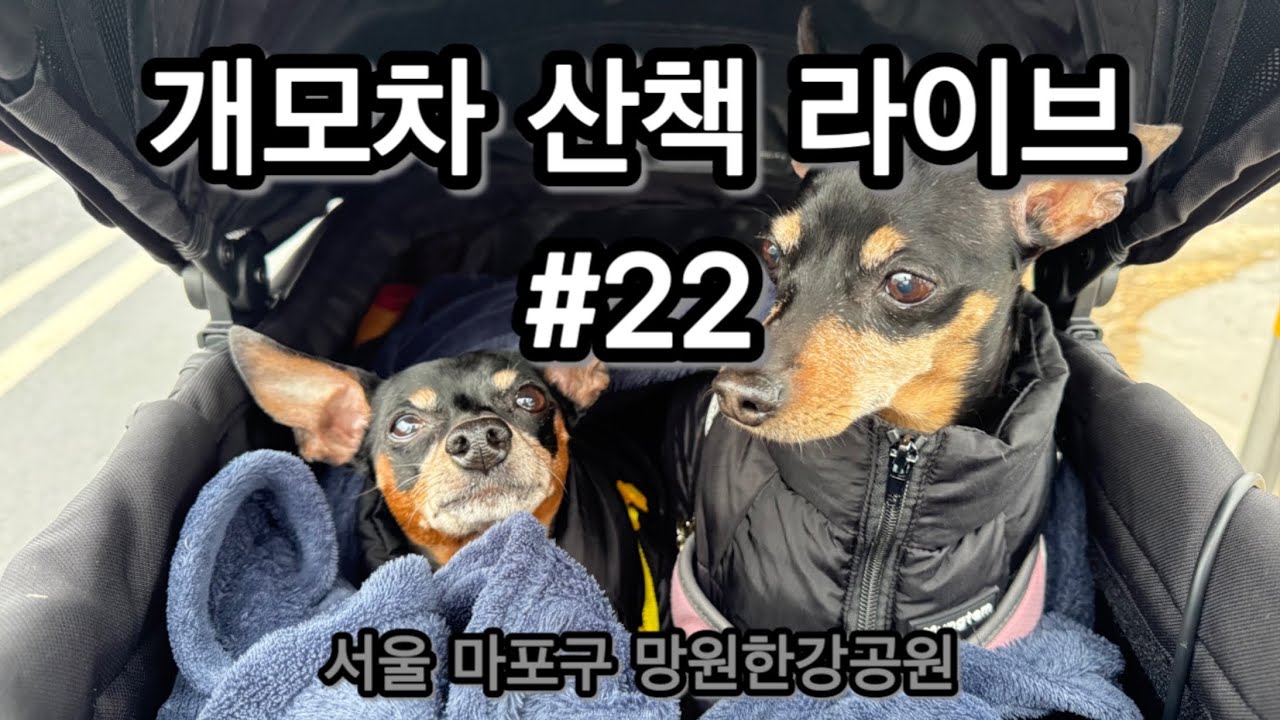 쇼트트랙 응원 산책 라이브 🛼｜망원한강공원 · 단오담이