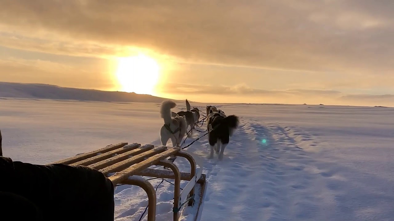Dog-sledding in Iceland