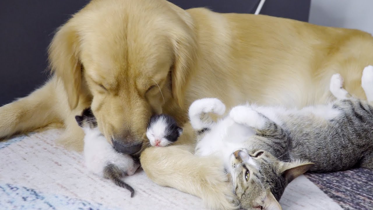どうしても母猫の代わりに赤ちゃん猫を世話したいゴールデンレトリバーが可愛すぎた