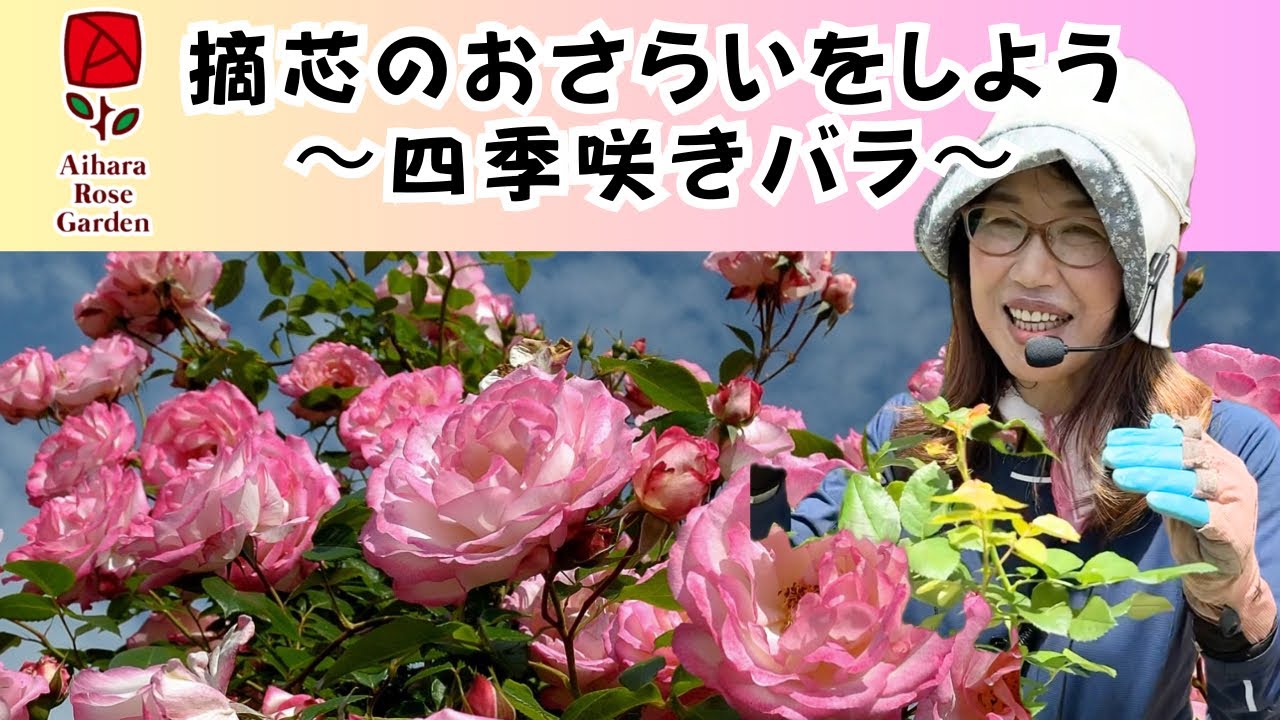 摘芯のおさらいをしよう　〜四季咲きバラ〜