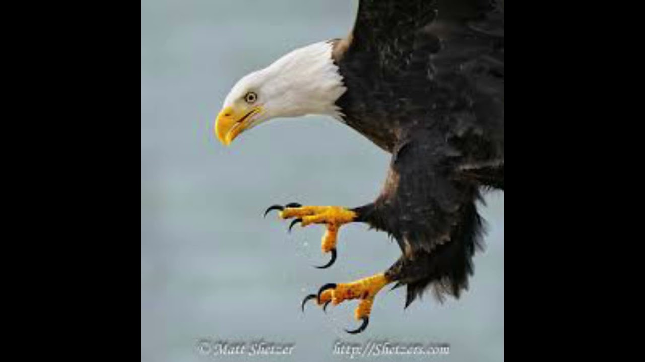 Heheh bye snowkit (not my art or audio!) #warriorcats #snowkit #art #funny