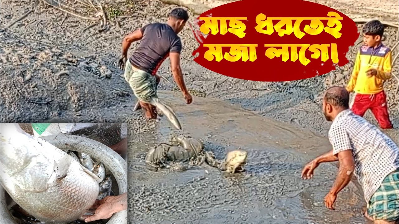 জাল দিয়ে মাছ ধরা | Fishing video in bangla | #net_fishing #মাছ_ধরা #মাছ_ধরার_ভিডিও