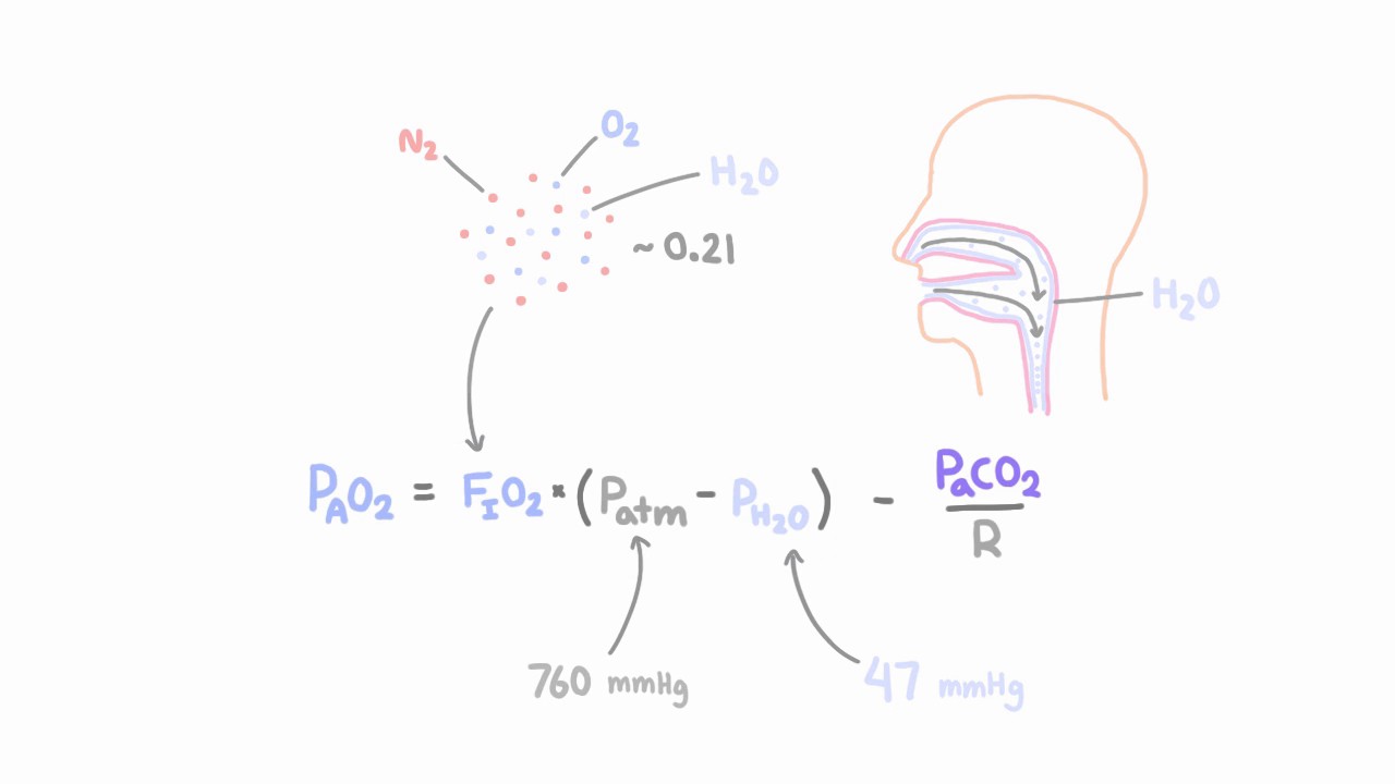 Alveolar gas equation