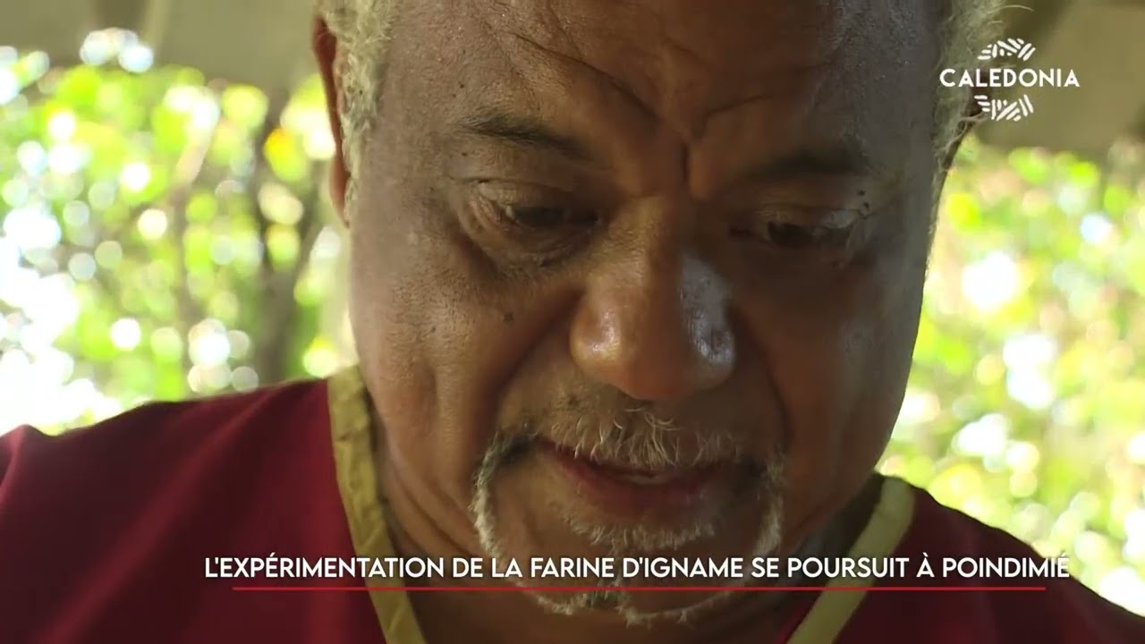 L’expérimentation de la farine d’igname se poursuit à Poindimié