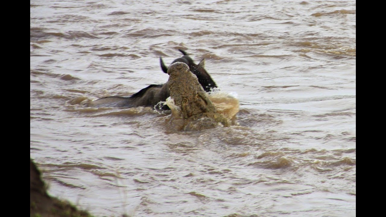 CROCS ATTACK Wildebeest at Mara River-NEEDS BETTER TECHNIQUE!