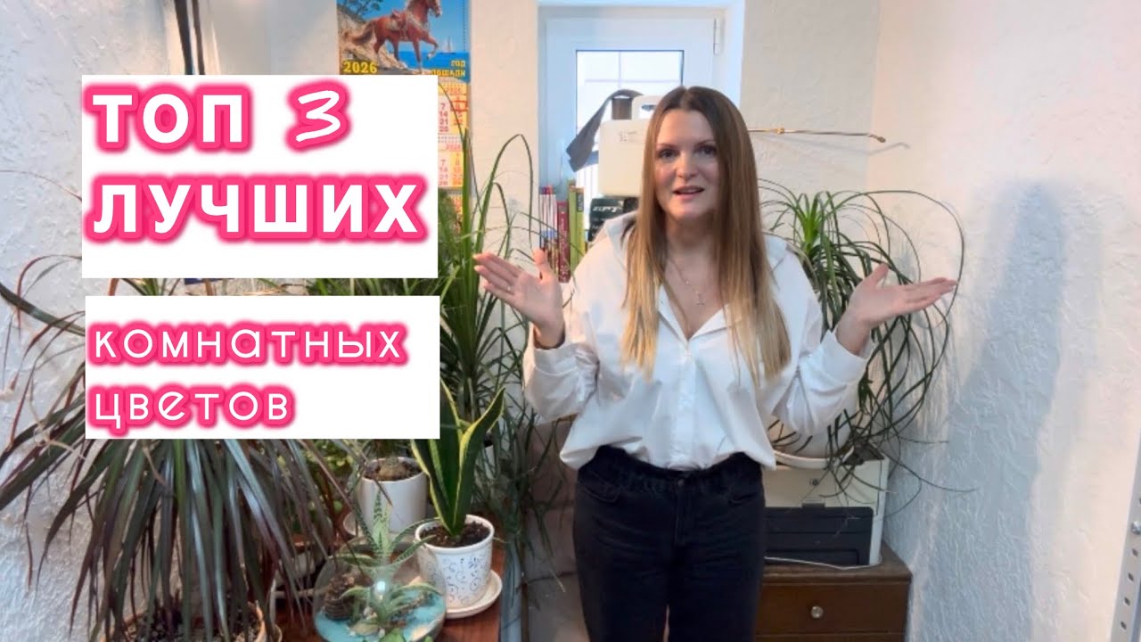 Самые выносливые и неприхотливые комнатные цветы / топ-3 / Цветы на подоконнике 