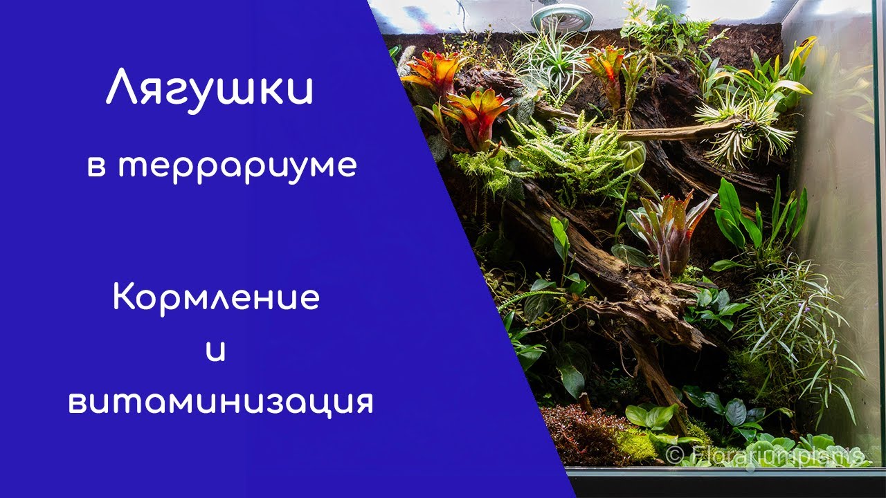 Лягушки в террариуме. Кормление и витаминизация