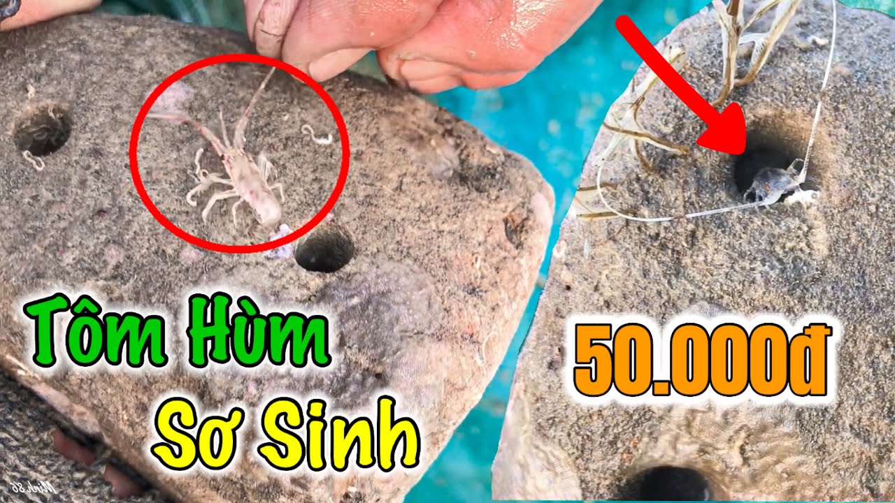 Độc Đáo Cách Bắt Tôm Hùm Con | Bất Ngờ Khi Biết Trên Biển Cũng Phải Mua Chỗ