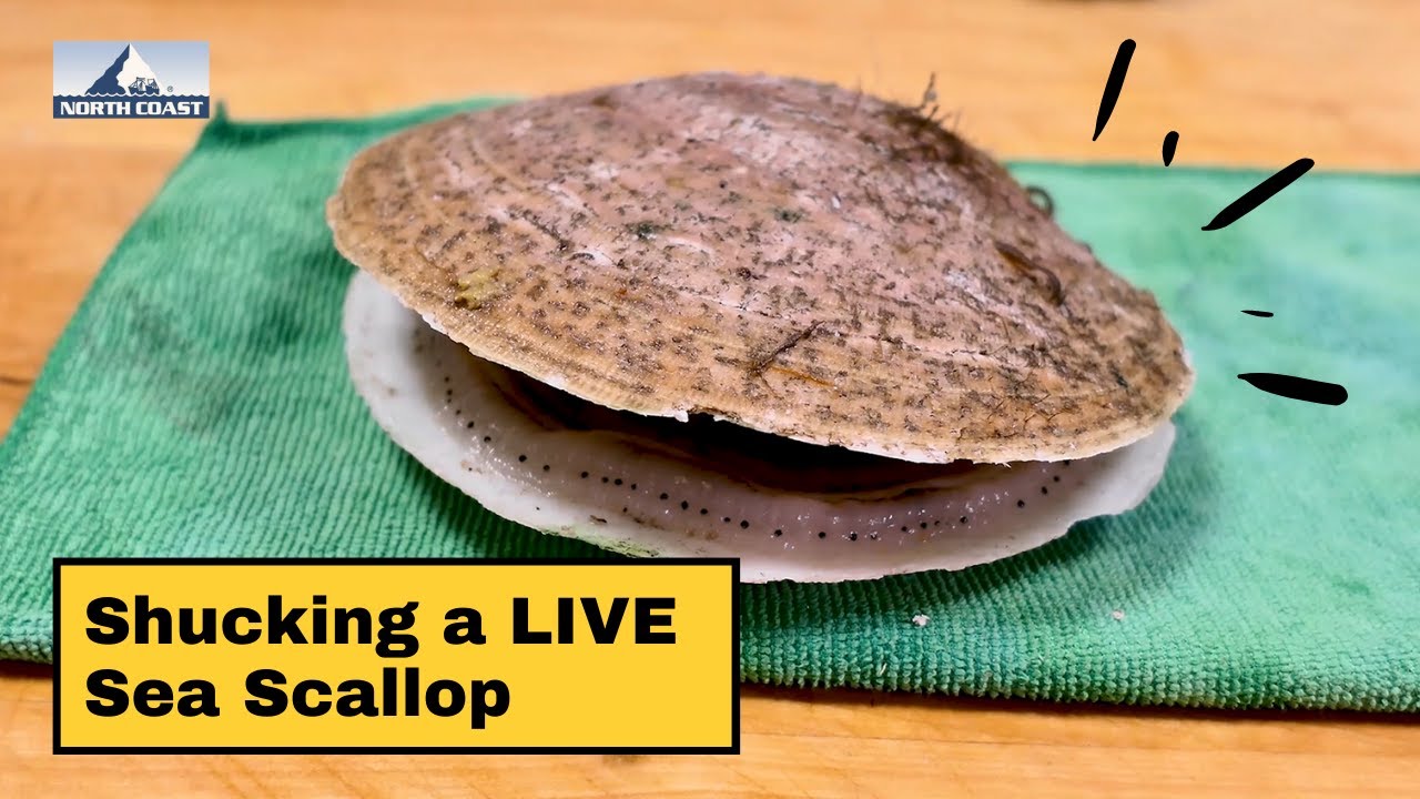 How to Shuck a Live Scallop in Shell | What Are Sea Scallops? | North Coast Seafoods