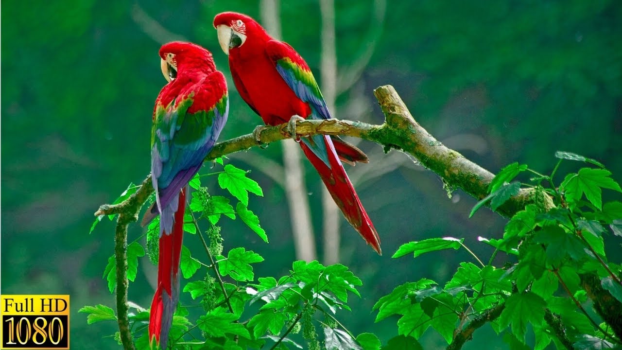Musica relajante con Sonidos de Pajaros|| Musica para dormir || Soothing Relaxation and Meditation