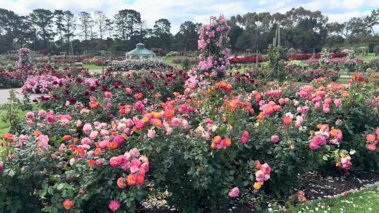 Roses 