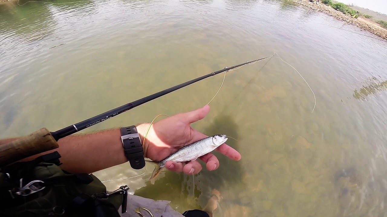 Raiamas senegalensis (Senegal Minnow) from the Gambia River caught flyfishing