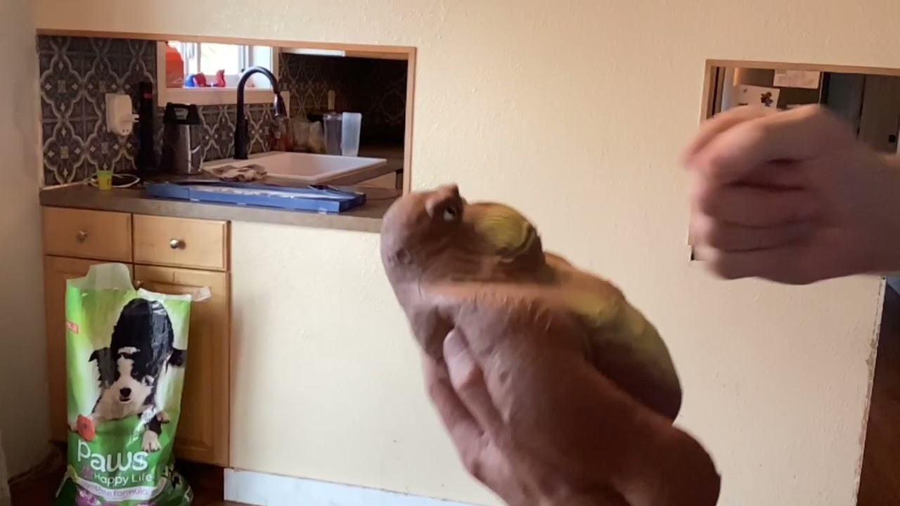 The monkey returns again!