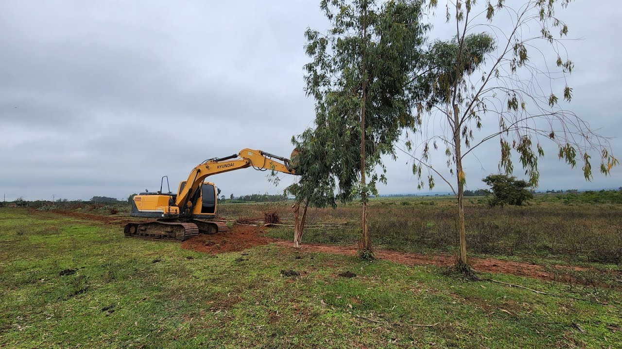 DESTOCA DE EUCALIPTO🌳 ESCAVADEIRA HIDRÁULICA - op Wagner
