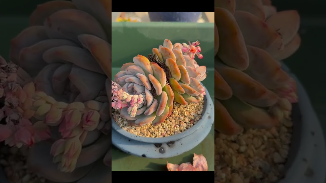 Removal ASMR ULtra-Massive Succulents Deep clean-Satisfying Leaf 🍃 Succulents Clear2026❤️