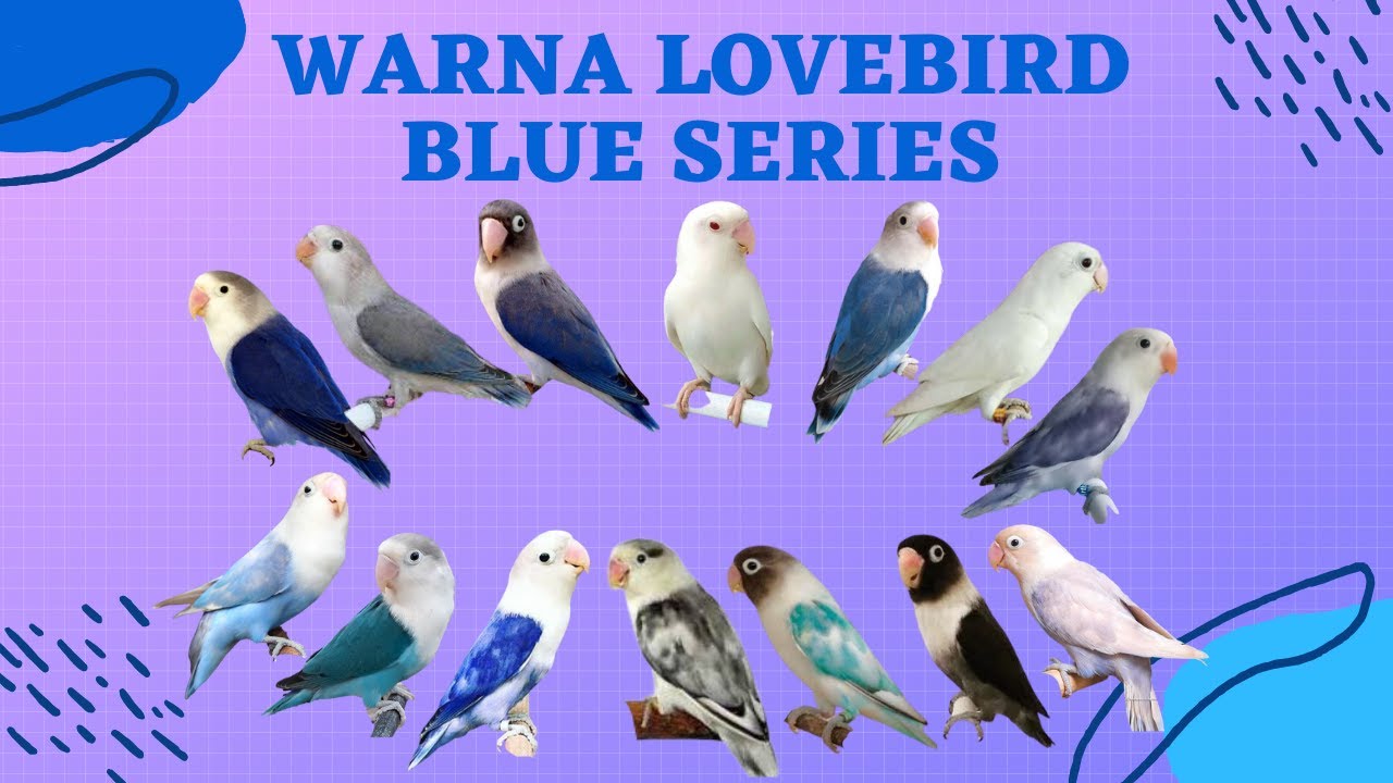 Warna Lovebird Blue Series | Warna Lovebird BS | Lovebird Blorok | Color Lovebird Blue Series